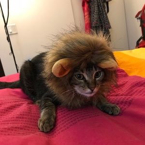 Lion Mane Wig for Pets
